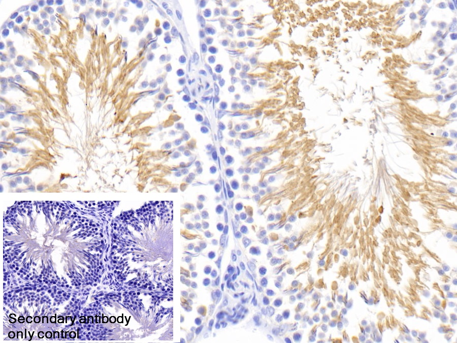 Polyclonal Antibody to Heat Shock 70kDa Protein 1 Like Protein (HSPA1L)