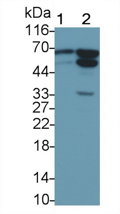 Polyclonal Antibody to Apoptosis Inducing Factor (AIF)