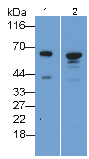 Polyclonal Antibody to Apoptosis Inducing Factor (AIF)