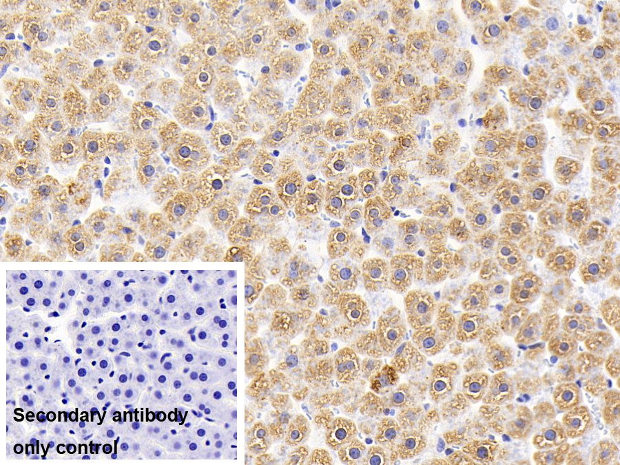 Polyclonal Antibody to Apoptosis Inducing Factor (AIF)