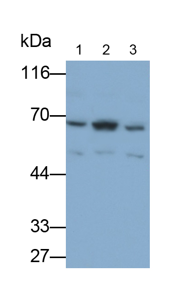 Polyclonal Antibody to Apoptosis Inducing Factor (AIF)