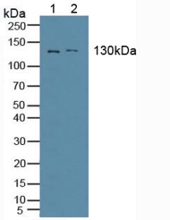 Polyclonal Antibody to Alanine Aminopeptidase (AAP)