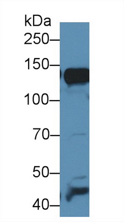 Polyclonal Antibody to Alanine Aminopeptidase (AAP)