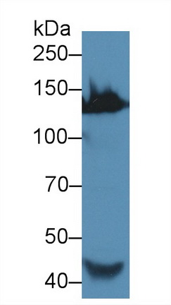 Polyclonal Antibody to Alanine Aminopeptidase (AAP)