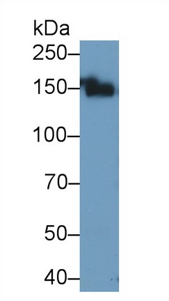 Polyclonal Antibody to Alanine Aminopeptidase (AAP)