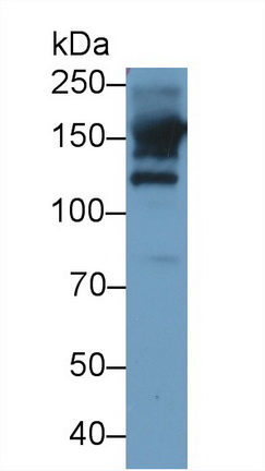 Polyclonal Antibody to Alanine Aminopeptidase (AAP)