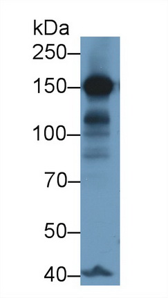 Polyclonal Antibody to Alanine Aminopeptidase (AAP)