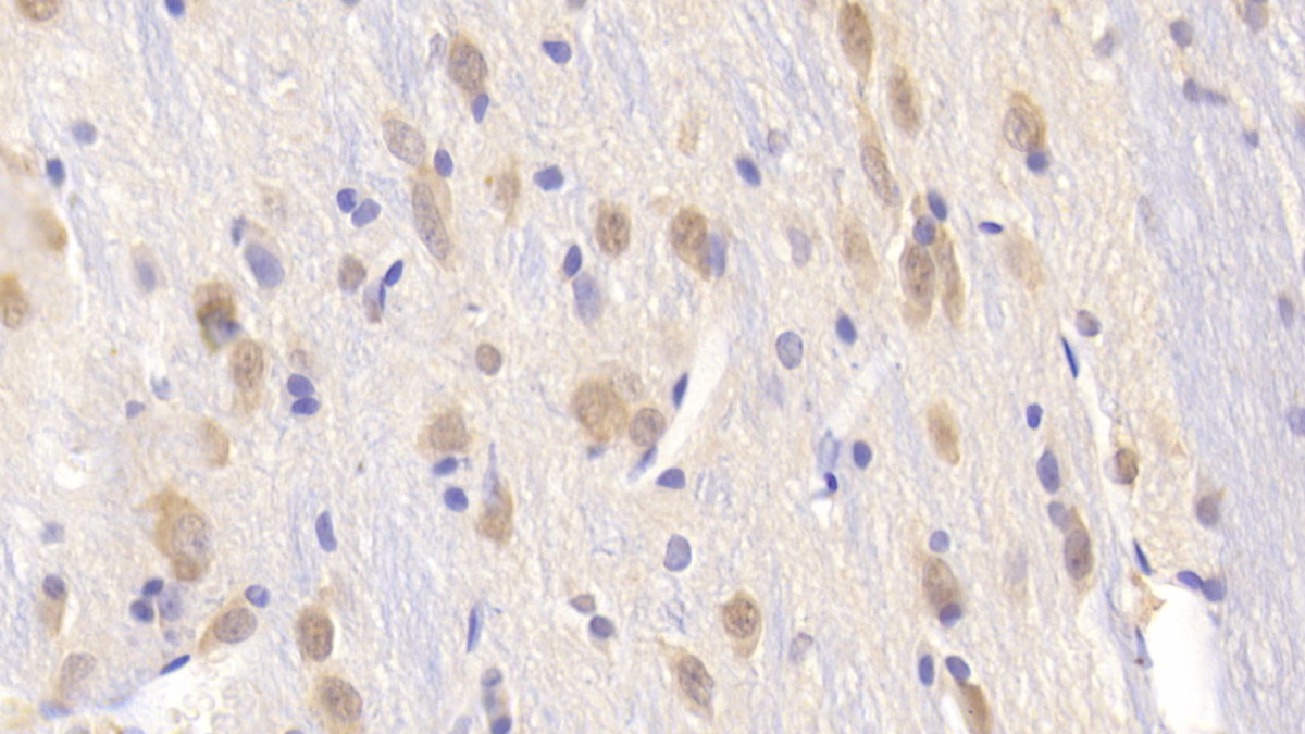 Polyclonal Antibody to Alanine Aminopeptidase (AAP)