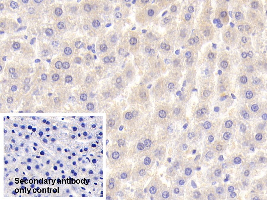 Polyclonal Antibody to Alanine Aminopeptidase (AAP)