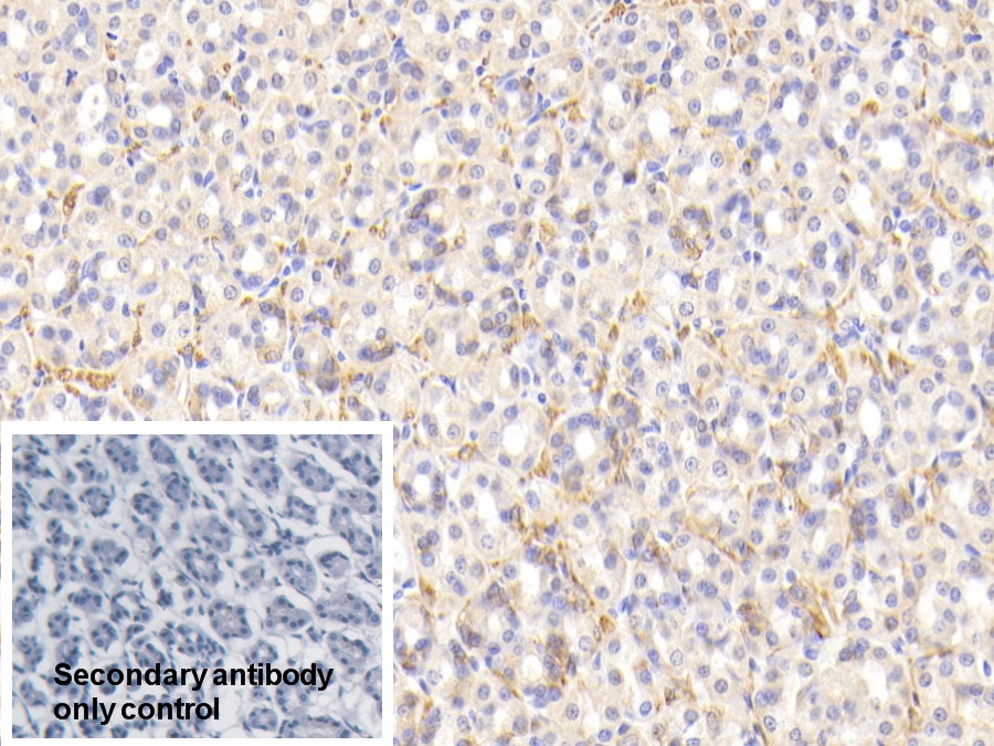 Polyclonal Antibody to Alanine Aminopeptidase (AAP)