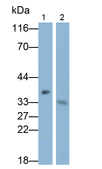 Polyclonal Antibody to Tryptase (TPS)