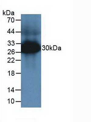 Polyclonal Antibody to Tryptase (TPS)