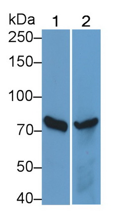 Polyclonal Antibody to Interleukin 12 Receptor Beta 2 (IL12Rb2)