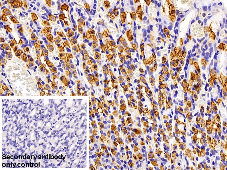 Polyclonal Antibody to Polymeric Immunoglobulin Receptor (PIGR)