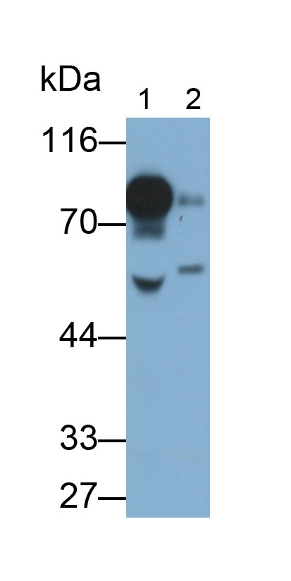 Polyclonal Antibody to Polymeric Immunoglobulin Receptor (PIGR)