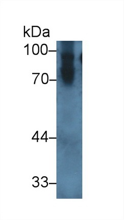 Polyclonal Antibody to Polymeric Immunoglobulin Receptor (PIGR)