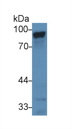 Polyclonal Antibody to Polymeric Immunoglobulin Receptor (PIGR)