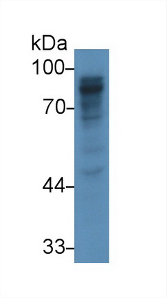 Polyclonal Antibody to Polymeric Immunoglobulin Receptor (PIGR)