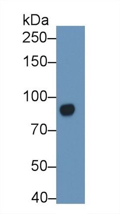 Polyclonal Antibody to Polymeric Immunoglobulin Receptor (PIGR)