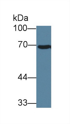 Polyclonal Antibody to Heat Shock 70kDa Protein 1A (HSPA1A)