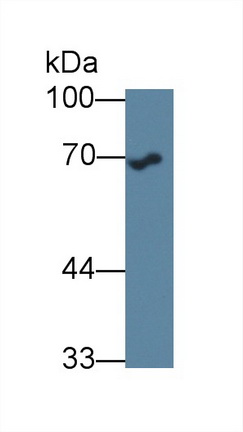 Polyclonal Antibody to Heat Shock 70kDa Protein 1A (HSPA1A)