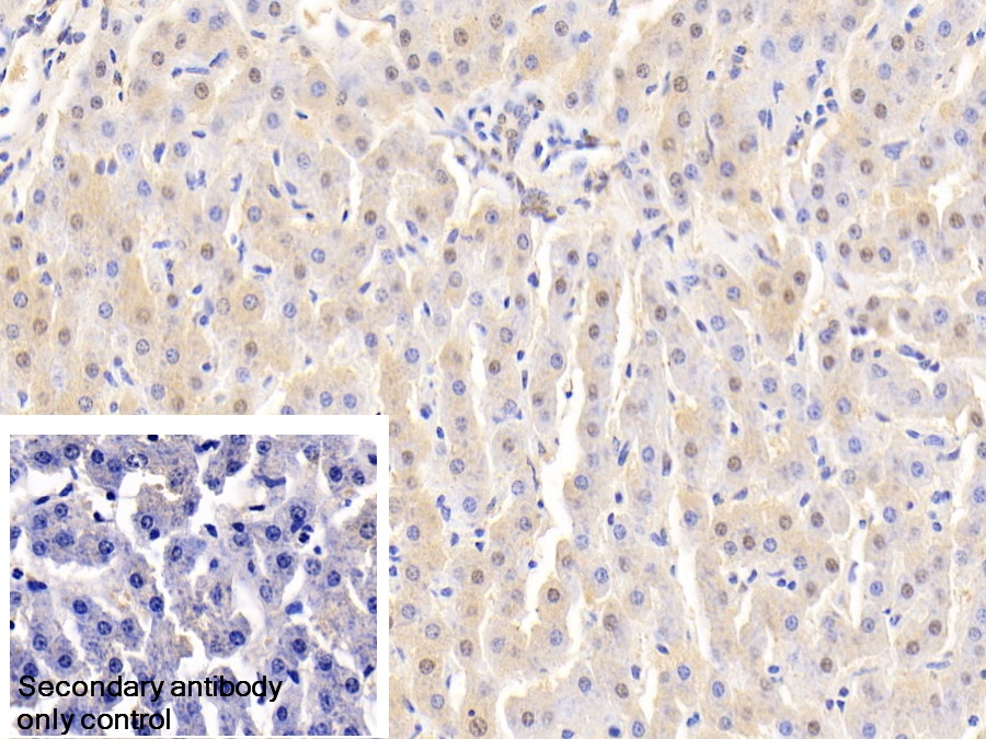 Polyclonal Antibody to Heat Shock 70kDa Protein 1A (HSPA1A)