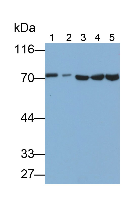 Polyclonal Antibody to Heat Shock 70kDa Protein 1A (HSPA1A)