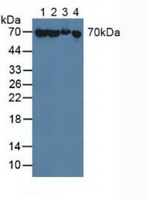 Polyclonal Antibody to Heat Shock 70kDa Protein 1A (HSPA1A)