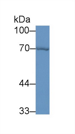 Polyclonal Antibody to Heat Shock 70kDa Protein 1A (HSPA1A)