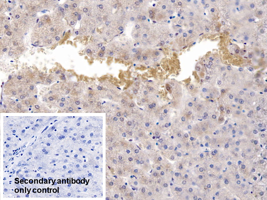 Polyclonal Antibody to Heat Shock 70kDa Protein 9 (HSPA9)