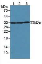 Polyclonal Antibody to Superoxide Dismutase 2, Mitochondrial (SOD2)