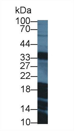 Polyclonal Antibody to Galanin (GAL)