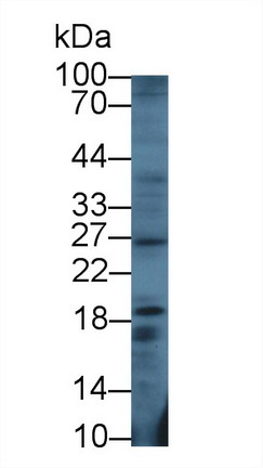 Polyclonal Antibody to Galanin (GAL)