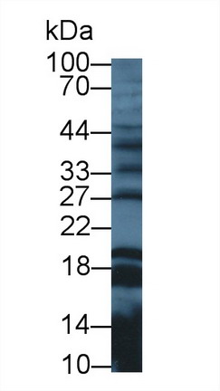 Polyclonal Antibody to Galanin (GAL)