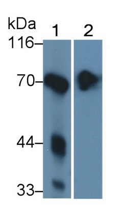 Polyclonal Antibody to Alkaline Phosphatase, Intestinal (ALPI)