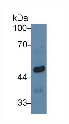 Polyclonal Antibody to Early Growth Response Protein 4 (EGR4)