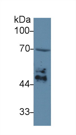 Polyclonal Antibody to Early Growth Response Protein 4 (EGR4)