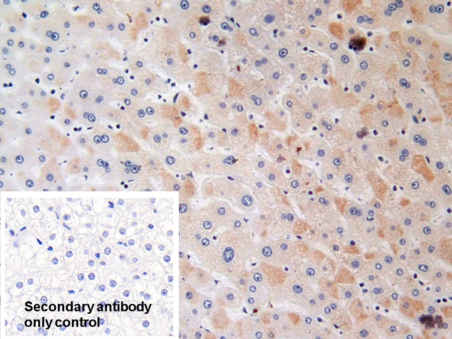 Polyclonal Antibody to Glutathione S Transferase Kappa 1 (GSTk1)