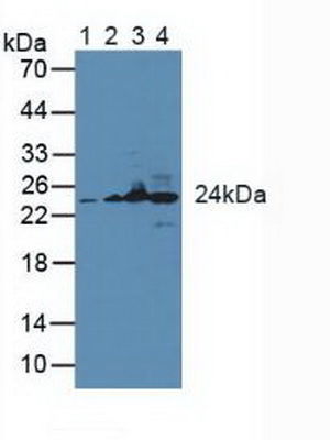 Polyclonal Antibody to Glutathione S Transferase Kappa 1 (GSTk1)