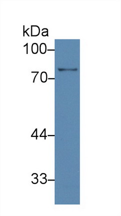 Polyclonal Antibody to Brain Finger Protein (BFP)