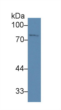 Polyclonal Antibody to Brain Finger Protein (BFP)