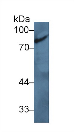 Polyclonal Antibody to Brain Finger Protein (BFP)