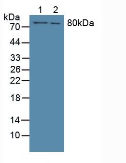 Polyclonal Antibody to Coagulation Factor XIII A1 Polypeptide (F13A1)