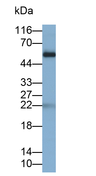 Polyclonal Antibody to Motility Related Protein (MRP1)