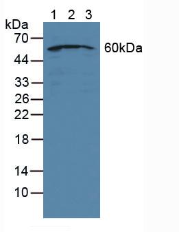 Polyclonal Antibody to Nucleoporin 50kDa (NUP50)