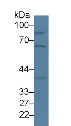 Polyclonal Antibody to Nucleoporin 50kDa (NUP50)