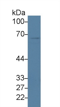 Polyclonal Antibody to Nucleoporin 50kDa (NUP50)