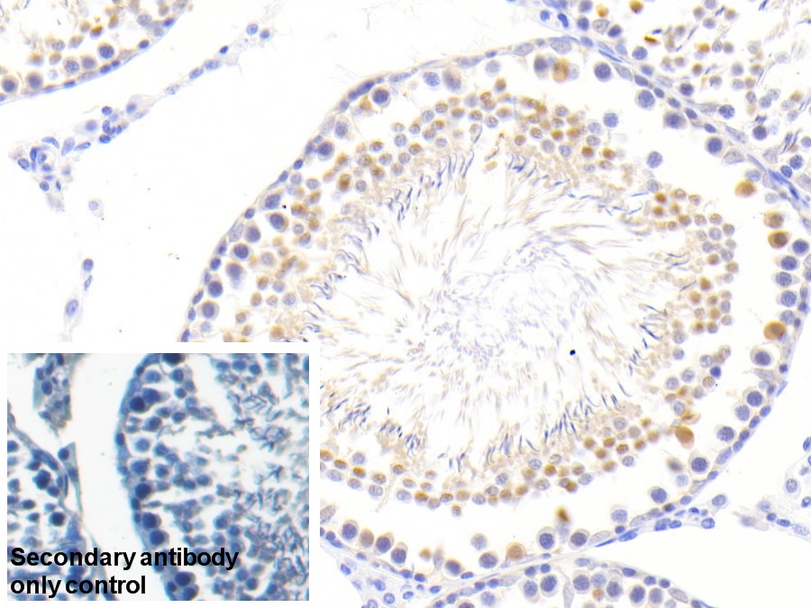 Polyclonal Antibody to Nucleoporin 50kDa (NUP50)