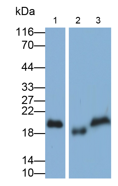 Polyclonal Antibody to Myosin Light Chain 2 (MYL2)