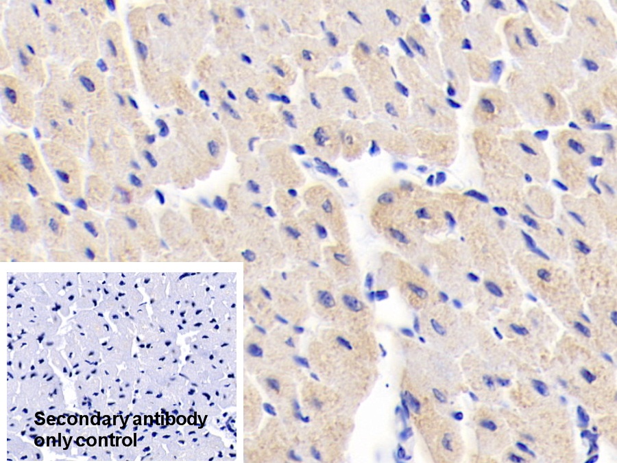 Polyclonal Antibody to Myosin Light Chain 1 (MYL1)